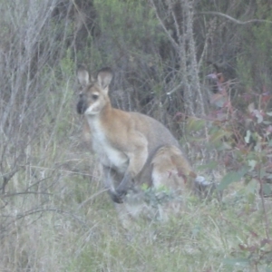 Notamacropus rufogriseus at Lyons, ACT - 9 Oct 2023