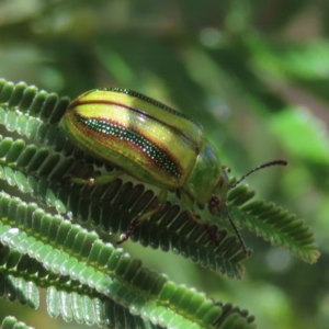 Calomela juncta at Tuggeranong, ACT - 8 Oct 2023