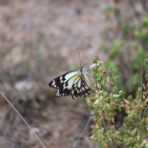 Belenois java at Tuggeranong, ACT - 8 Oct 2023