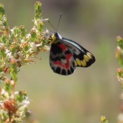 Delias harpalyce (Imperial Jezebel) at Tuggeranong, ACT - 8 Oct 2023 by MatthewFrawley