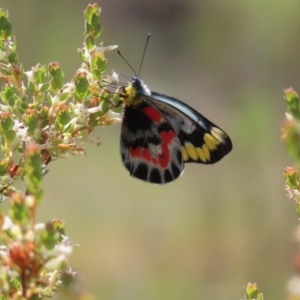 Delias harpalyce at Tuggeranong, ACT - 8 Oct 2023 11:47 AM