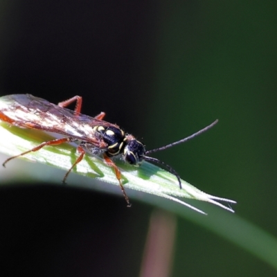 Unverified Wasp (Hymenoptera, Apocrita) at Wodonga, VIC - 9 Oct 2023 by KylieWaldon