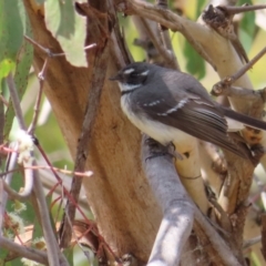 Rhipidura albiscapa (Grey Fantail) at Tuggeranong, ACT - 8 Oct 2023 by MatthewFrawley