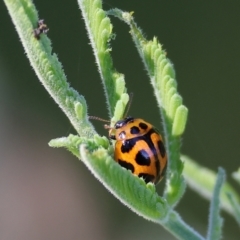 Peltoschema oceanica (Oceanica leaf beetle) at Wodonga, VIC - 8 Oct 2023 by KylieWaldon