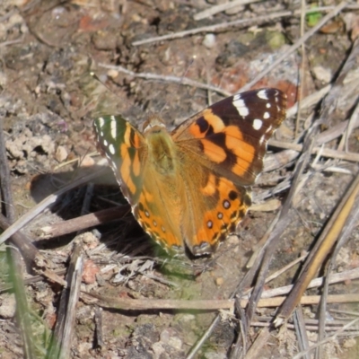 Vanessa kershawi (Australian Painted Lady) at Tuggeranong, ACT - 8 Oct 2023 by MatthewFrawley