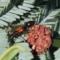 Unidentified Ant (Hymenoptera, Formicidae) at Wodonga, VIC - 8 Oct 2023 by KylieWaldon