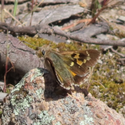 Trapezites phigalia (Heath Ochre) at Tuggeranong, ACT - 8 Oct 2023 by MatthewFrawley