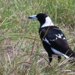 Gymnorhina tibicen (Australian Magpie) at Tuggeranong, ACT - 8 Oct 2023 by MatthewFrawley