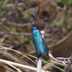 Pollanisus (genus) (A Forester Moth) at Tuggeranong, ACT - 8 Oct 2023 by MatthewFrawley