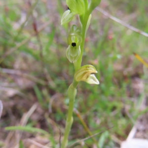 Hymenochilus bicolor (ACT) = Pterostylis bicolor (NSW) at Tuggeranong, ACT - suppressed