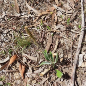 Plantago varia at Kambah, ACT - 8 Oct 2023 12:51 PM