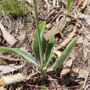 Plantago varia at Kambah, ACT - 8 Oct 2023 12:51 PM