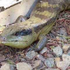 Tiliqua scincoides scincoides (Eastern Blue-tongue) at Braidwood, NSW - 8 Oct 2023 by MatthewFrawley