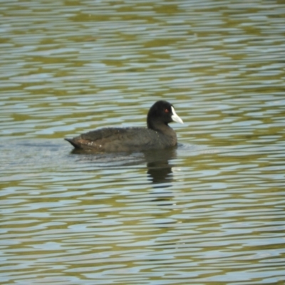 Fulica atra (Eurasian Coot) at Murrumbateman, NSW - 8 Oct 2023 by SimoneC