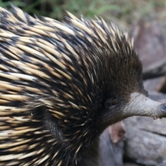 Tachyglossus aculeatus (Short-beaked Echidna) at Mount Ainslie - 6 Oct 2023 by jb2602