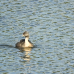 Poliocephalus poliocephalus (Hoary-headed Grebe) at Murrumbateman, NSW - 8 Oct 2023 by SimoneC