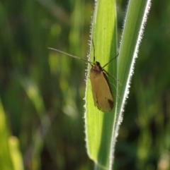 Philobota (genus) (Unidentified Philobota genus moths) at Murrumbateman, NSW - 9 Oct 2023 by SimoneC