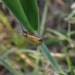 Philobota (genus) at Murrumbateman, NSW - 9 Oct 2023