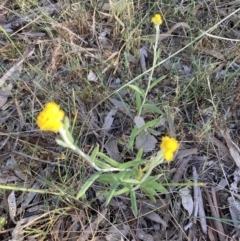 Chrysocephalum apiculatum (Common Everlasting) at Bruce, ACT - 9 Oct 2023 by lyndallh