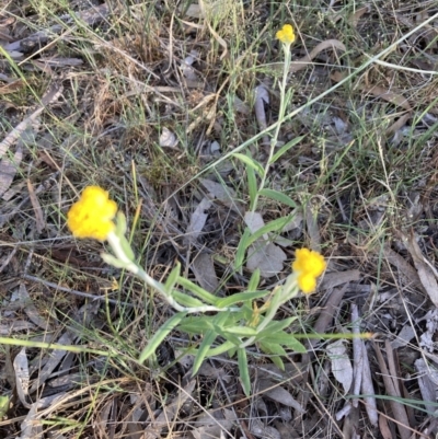 Chrysocephalum apiculatum (Common Everlasting) at Gossan Hill - 9 Oct 2023 by lyndallh