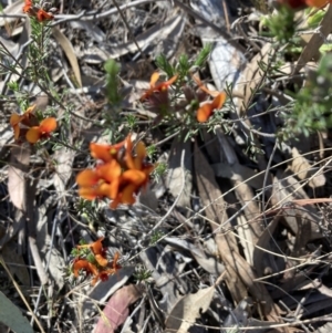 Dillwynia sericea at Bruce, ACT - 9 Oct 2023 05:04 PM