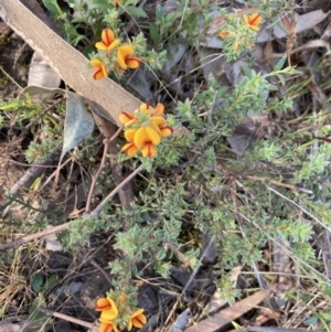 Pultenaea procumbens at Bruce, ACT - 9 Oct 2023