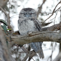 Podargus strigoides (Tawny Frogmouth) at Majura, ACT - 6 Oct 2023 by jb2602