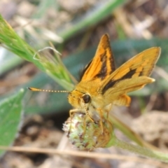 Ocybadistes walkeri (Green Grass-dart) at Emu Creek - 7 Oct 2023 by Harrisi