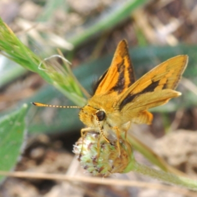 Ocybadistes walkeri (Green Grass-dart) at Emu Creek - 7 Oct 2023 by Harrisi