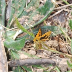 Ocybadistes walkeri at Belconnen, ACT - 7 Oct 2023 11:25 AM