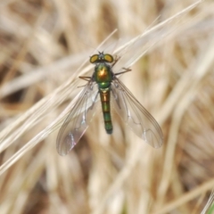 Dolichopodidae (family) (Unidentified Long-legged fly) at Flea Bog Flat to Emu Creek Corridor - 7 Oct 2023 by Harrisi