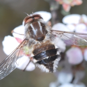 Trichophthalma sp. (genus) at O'Connor, ACT - 7 Oct 2023