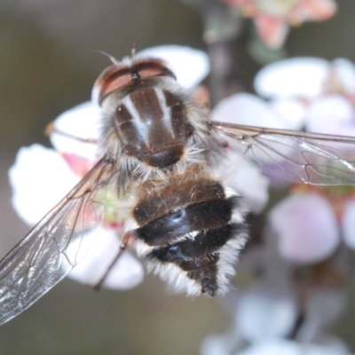 Trichophthalma sp. (genus) (Tangle-vein fly) at O'Connor, ACT - 7 Oct 2023 by Harrisi