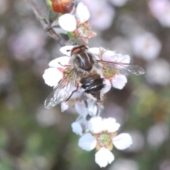 Trichophthalma sp. (genus) at O'Connor, ACT - 7 Oct 2023