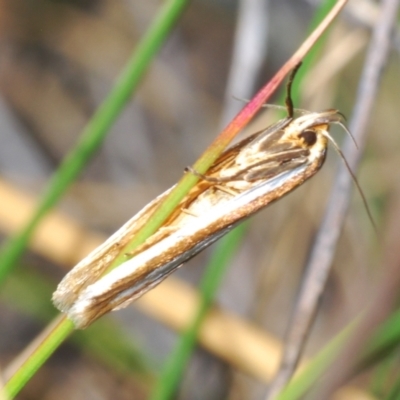 Phytotrypa propriella (A concealer moth) at O'Connor, ACT - 7 Oct 2023 by Harrisi