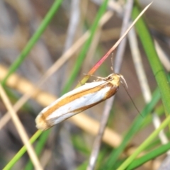 Phytotrypa propriella at O'Connor, ACT - 7 Oct 2023