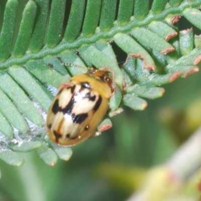 Peltoschema hamadryas (Hamadryas leaf beetle) at O'Connor, ACT - 7 Oct 2023 by Harrisi