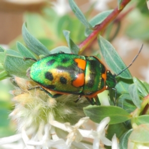 Scutiphora pedicellata at O'Connor, ACT - 9 Oct 2023