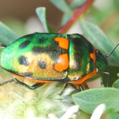 Scutiphora pedicellata at O'Connor, ACT - 9 Oct 2023