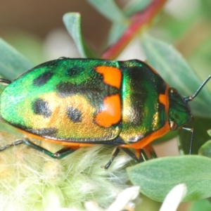 Scutiphora pedicellata at O'Connor, ACT - 9 Oct 2023