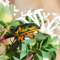 Scutiphora pedicellata at O'Connor, ACT - 9 Oct 2023