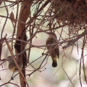 Acanthiza chrysorrhoa at Tharwa, ACT - suppressed