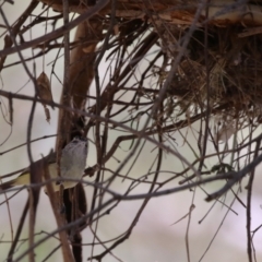 Acanthiza chrysorrhoa at Tharwa, ACT - suppressed