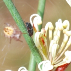 Eurhopalus sp. (genus) (Dermestid beetle) at Oakey Hill - 8 Oct 2023 by Harrisi