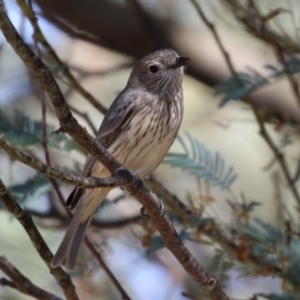 Pachycephala rufiventris at Booth, ACT - 9 Oct 2023