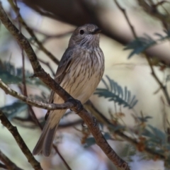 Pachycephala rufiventris at Booth, ACT - 9 Oct 2023 12:59 PM