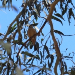 Pachycephala rufiventris at Booth, ACT - 9 Oct 2023 12:59 PM