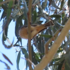 Pachycephala rufiventris at Booth, ACT - 9 Oct 2023 12:59 PM