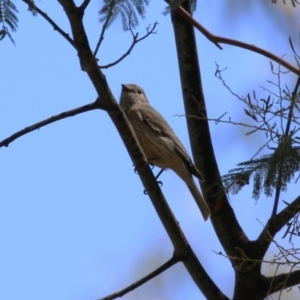 Pachycephala rufiventris at Booth, ACT - 9 Oct 2023 12:59 PM