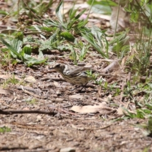 Pyrrholaemus sagittatus at Booth, ACT - 9 Oct 2023 11:54 AM